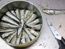 Little sardines